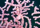 PigmySeaHorse