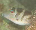fugu2